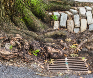 The True Cost of Ignoring Drainage Problems: Risks & Long-Term Expenses