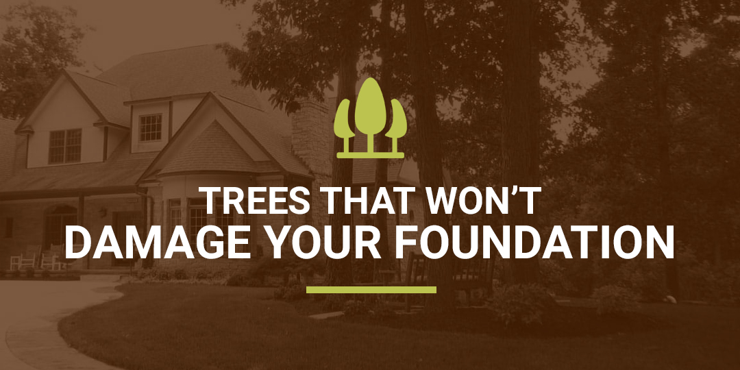 Trees That Damage Foundations